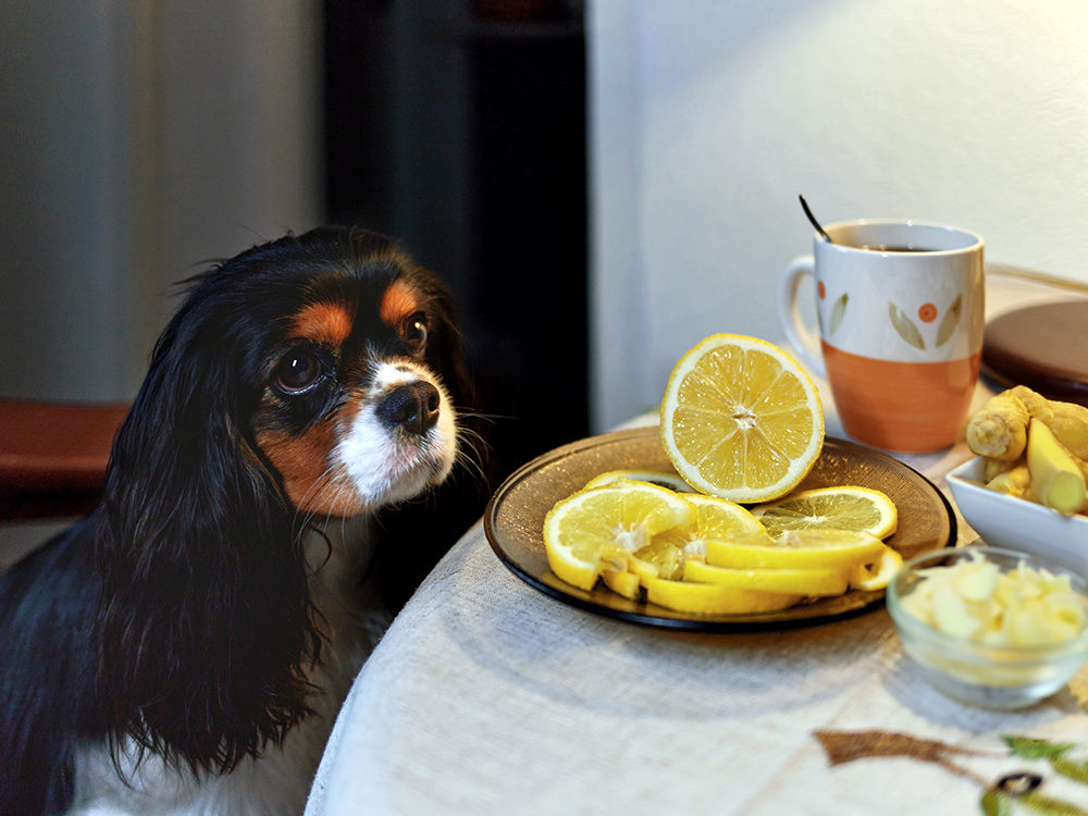 Cavalier King Charles dog staring at lemon and ginger.
