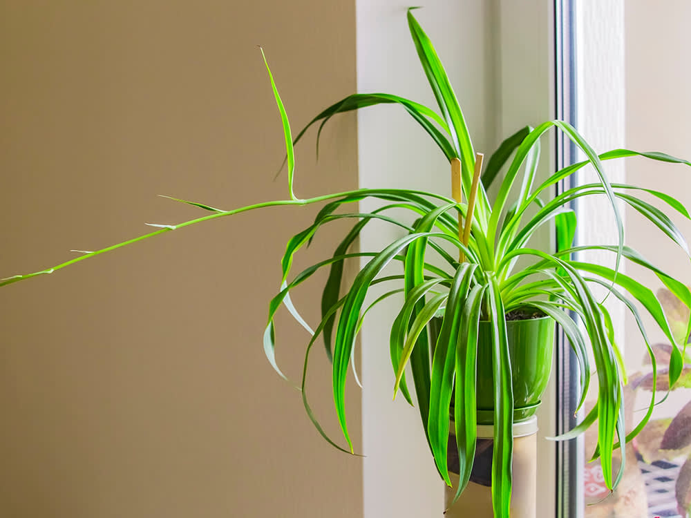 spider plant in a green planter