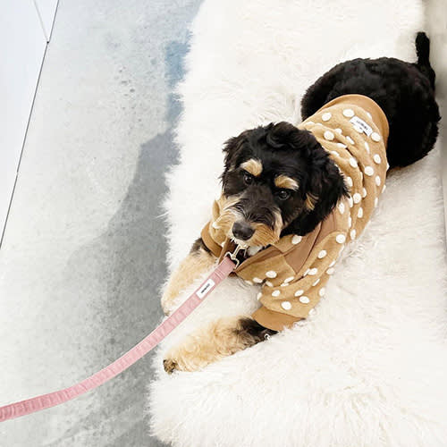 a black dog wearing a brown sweater 