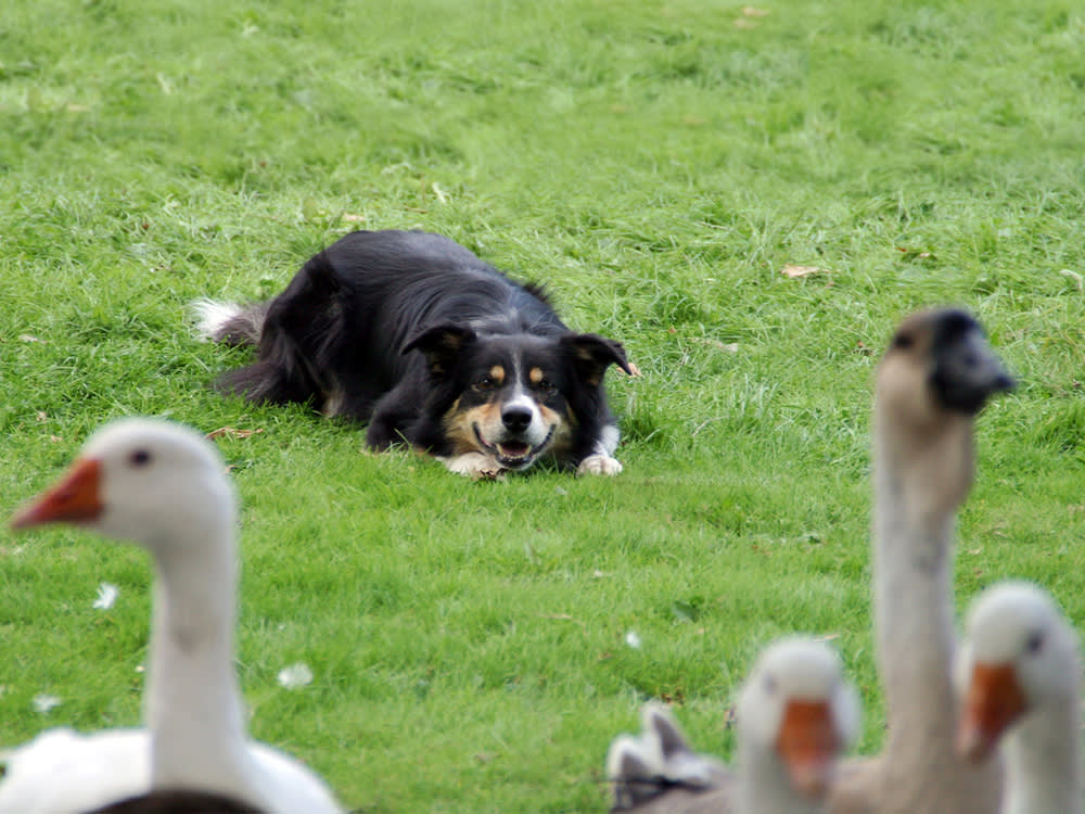 Dog on ground looking at geese