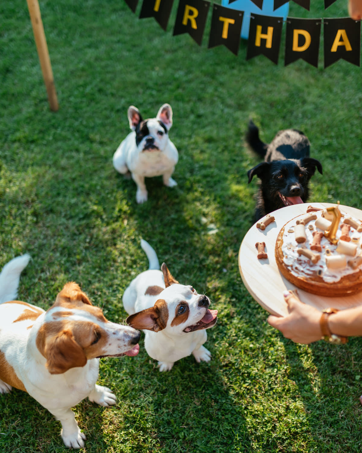 Dogs in a garden at a party