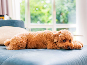 a fluffy cockapoo lying on a bed looking sad