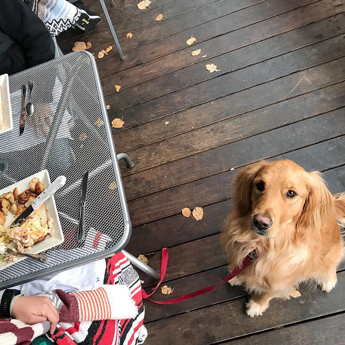 a dog at Portage Bay