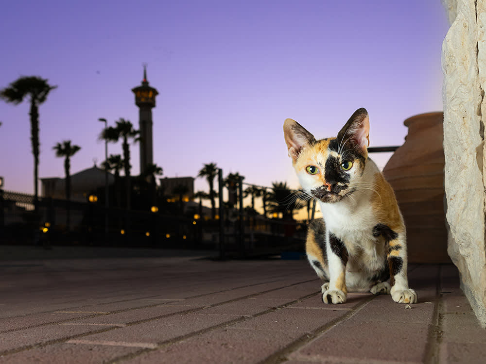 a calico cat poses at dusk in the UAE