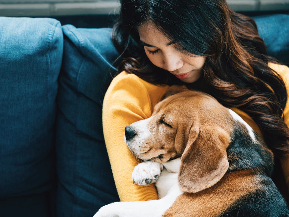 In their living room, a young Asian woman and her Beagle dog share a nap on the sofa, epitomizing the concept of trust, happiness, and relaxation at home.