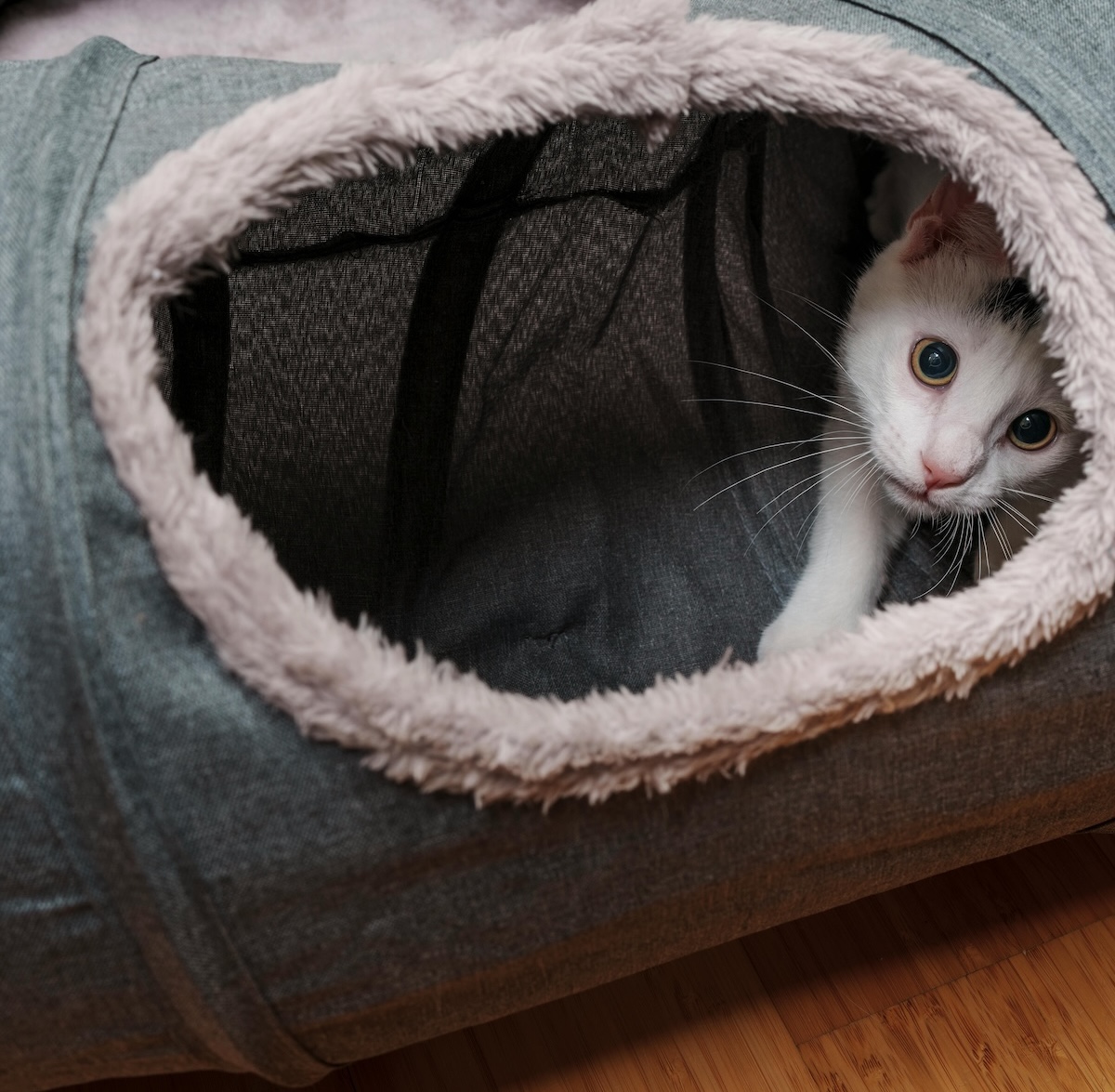 a white cat peeks out from inside a den