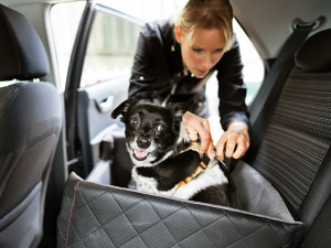Dog in a car seat being strapped into the seat belt by their harness