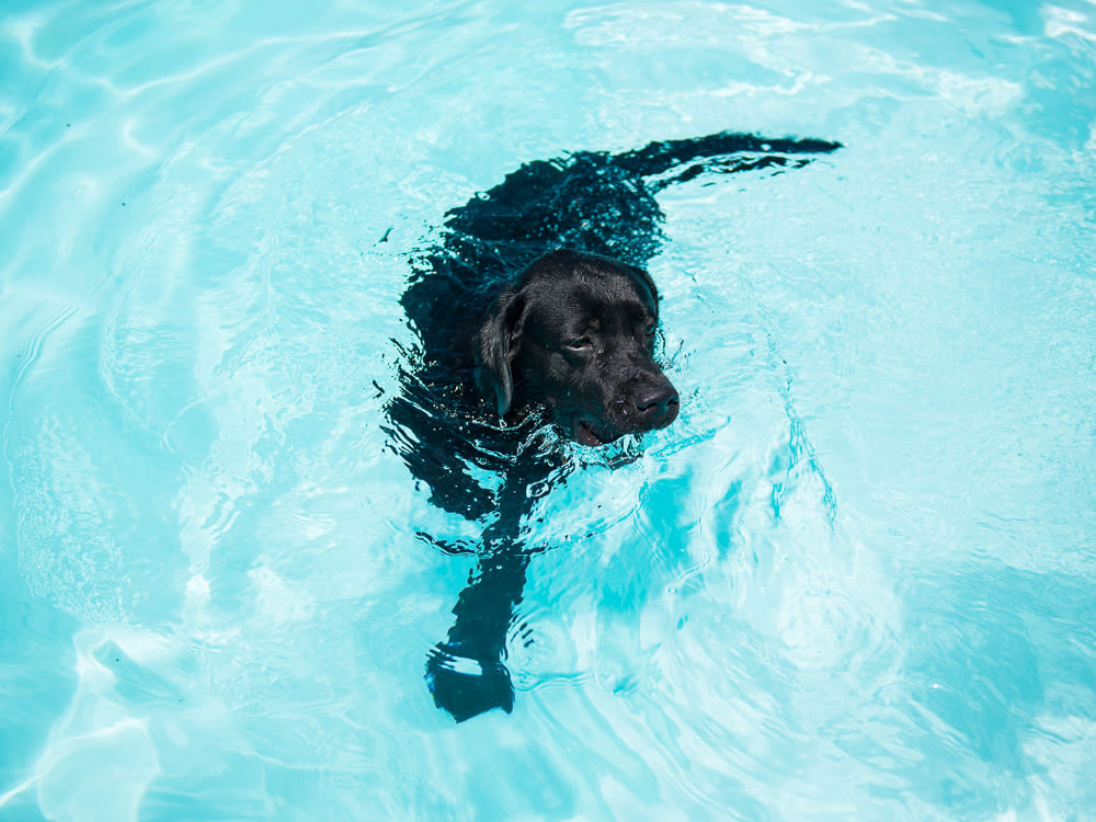 Black lab swimming in pool