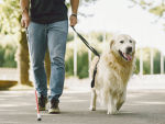 Blind man with walking stick walks with Golden Retriever guide dog