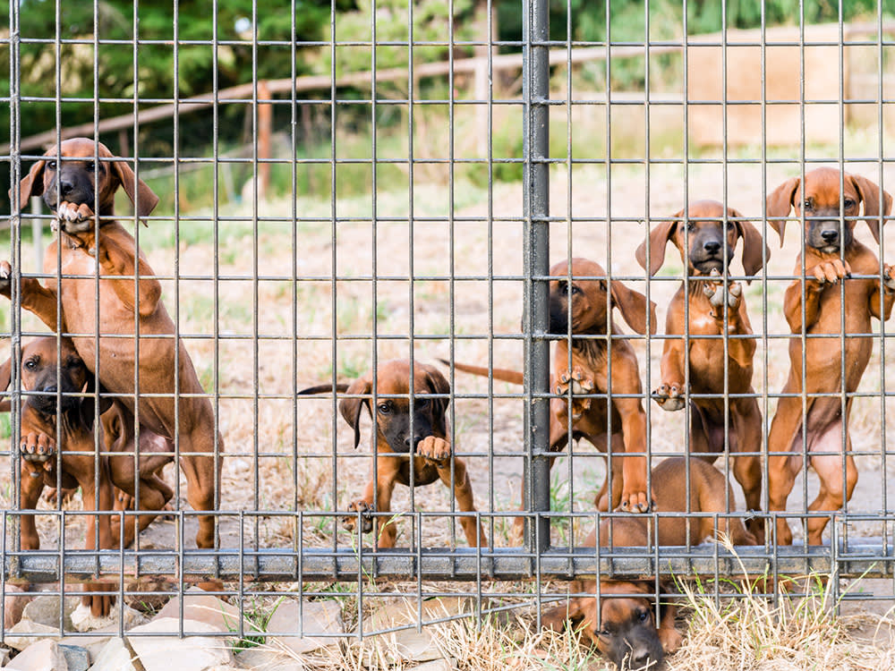 Puppies waiting on the other side of a metal fence.