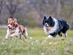 Two dogs running outside in the grass.
