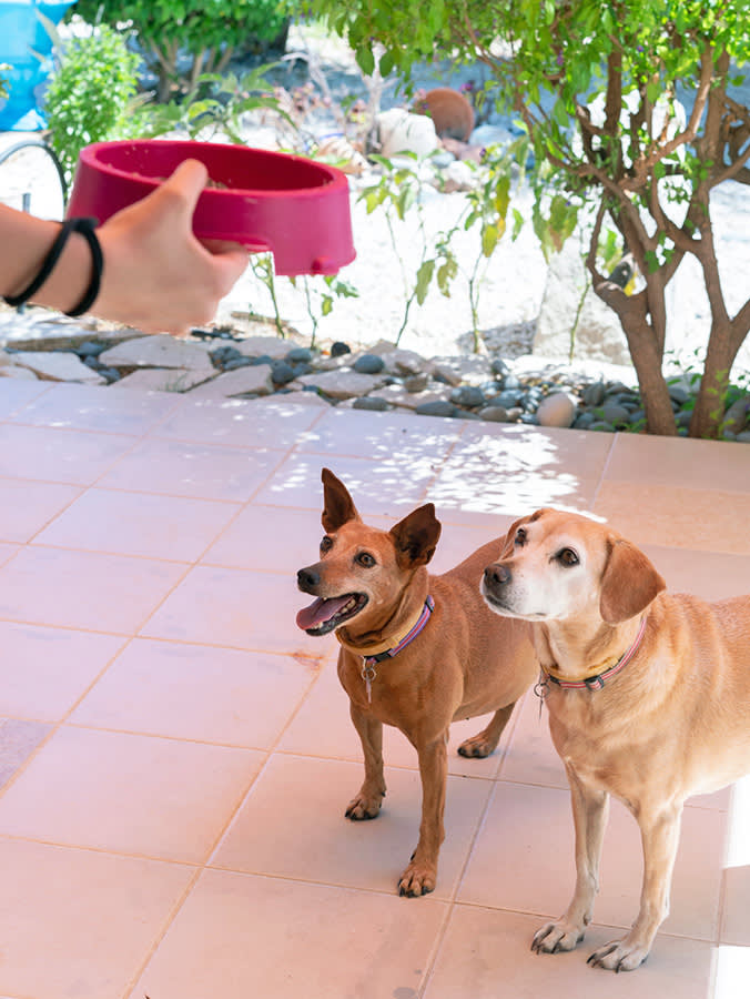 Two dogs waiting to be fed their dinner.