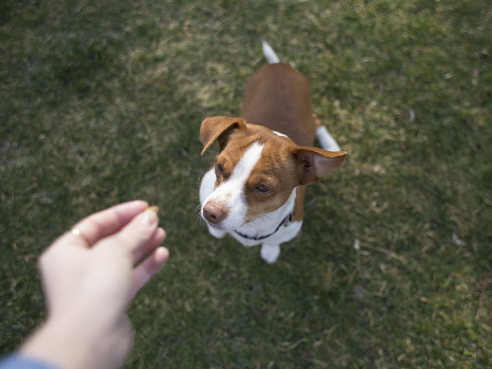 a dog looking up at a hand holding a treat 