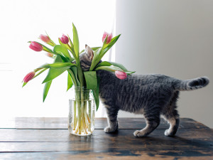 A curious kitty playing with a vase of tulips.

