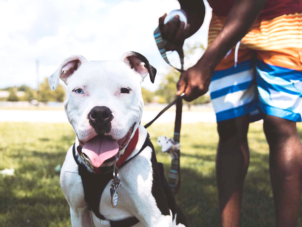 White Pitbull dog on a leash looking at the camera