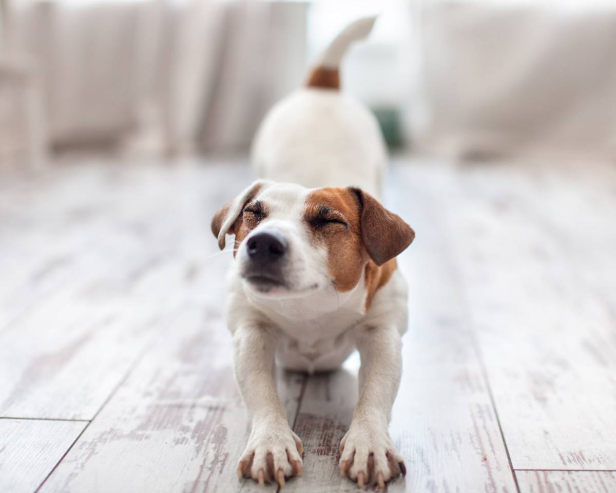 Dog stretching