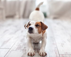 Dog stretching