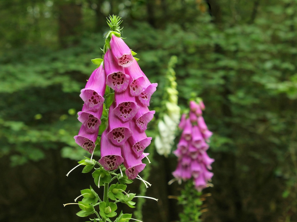 pink foxgloves