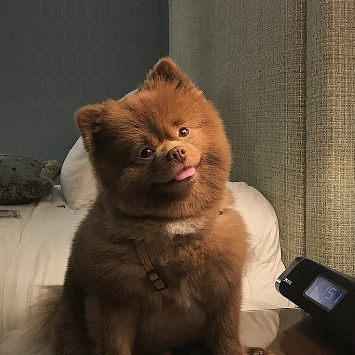 a small dog on a bed at Laurel Inn