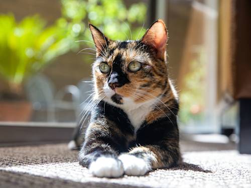 What Does Your Cat’s Fur Type Mean? · Kinship