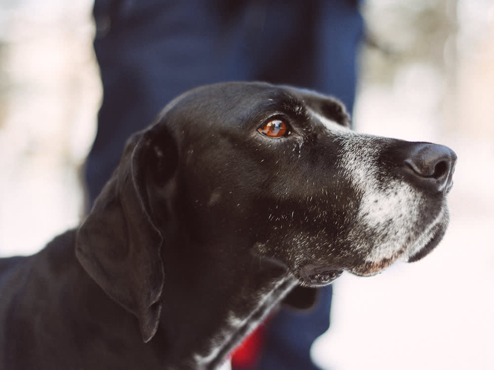 senior dog