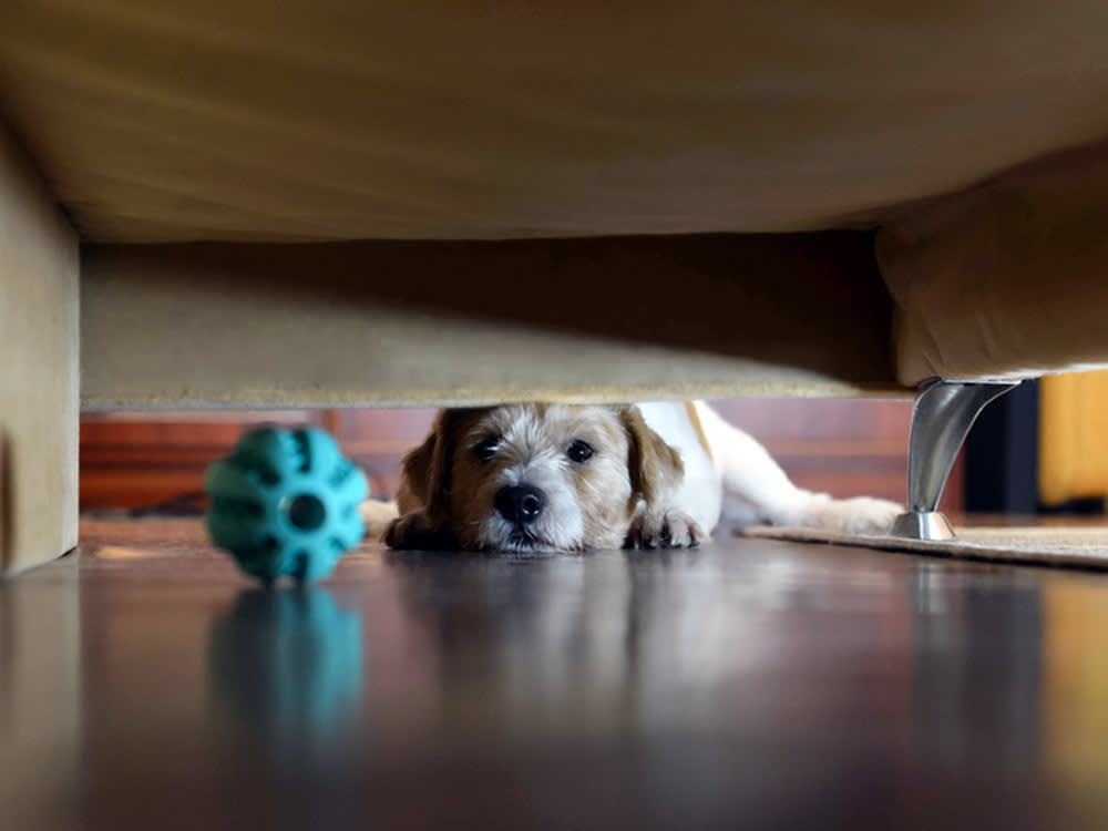 a small dog stares at a ball under the couch