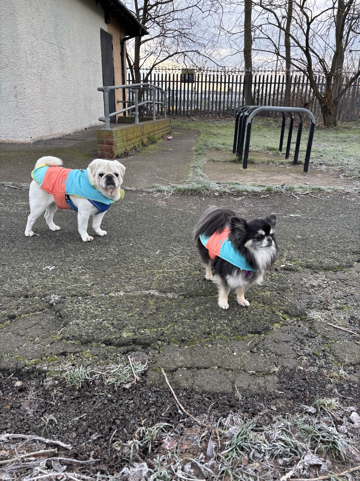 two little dogs in a car park wearing blue coats