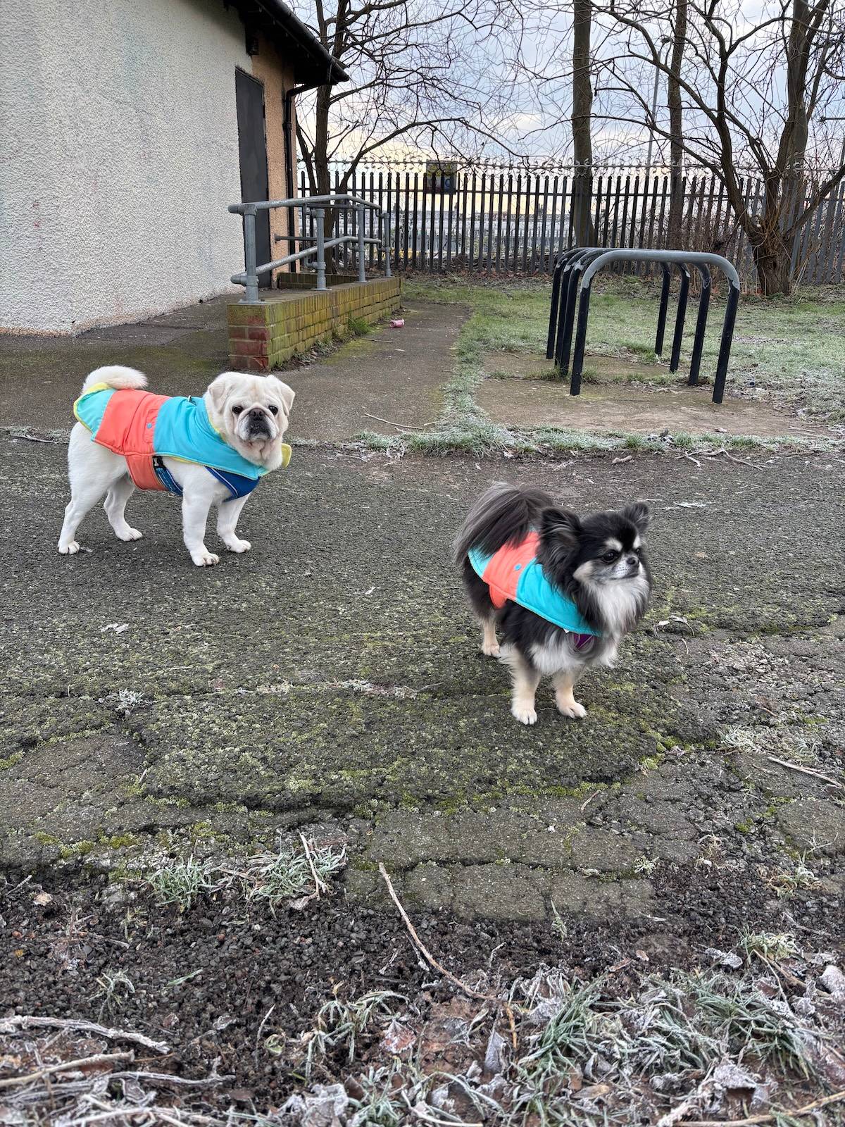 two little dogs in a car park wearing blue coats