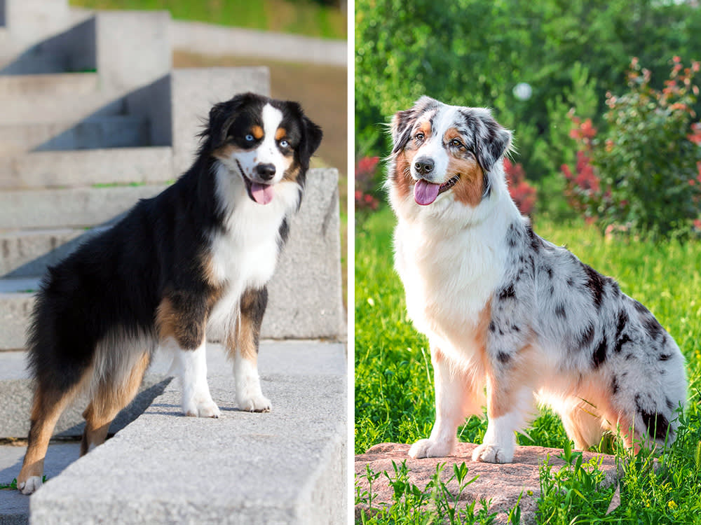 American Shepherd vs Australian Shepherd dogs.