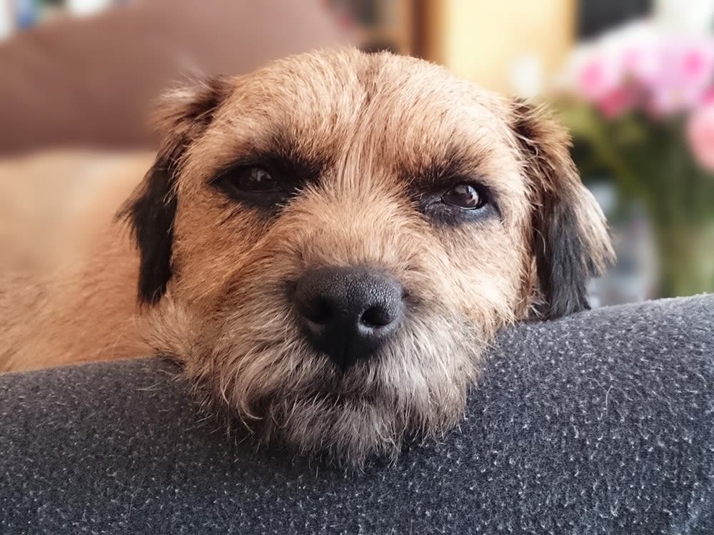 Border Terrier. A jealous dog resting their head on their owner's lap