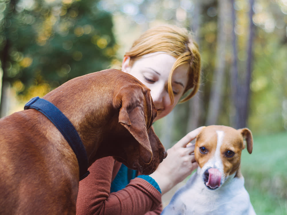 Girl And Two Dogs