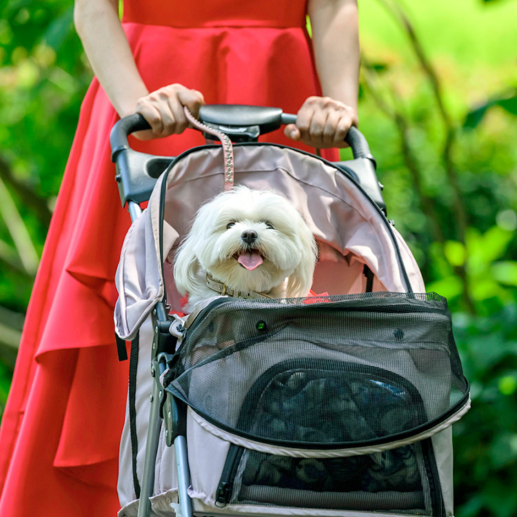 Woman walking her small white dog in a stroller outside.