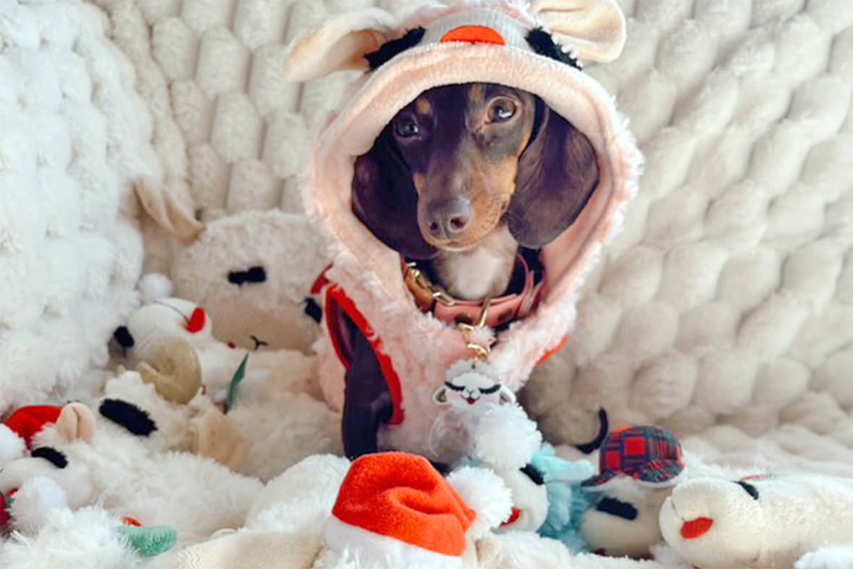 Dog with a Lambchop toy