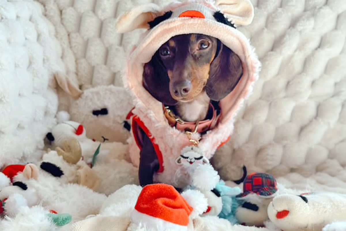 Dog with a Lambchop toy