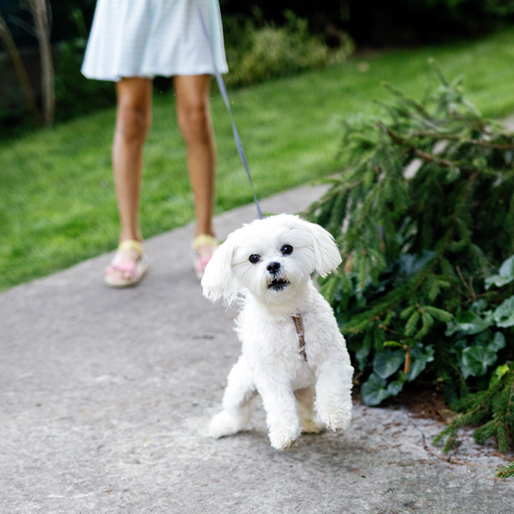Woman walking her dog outside.