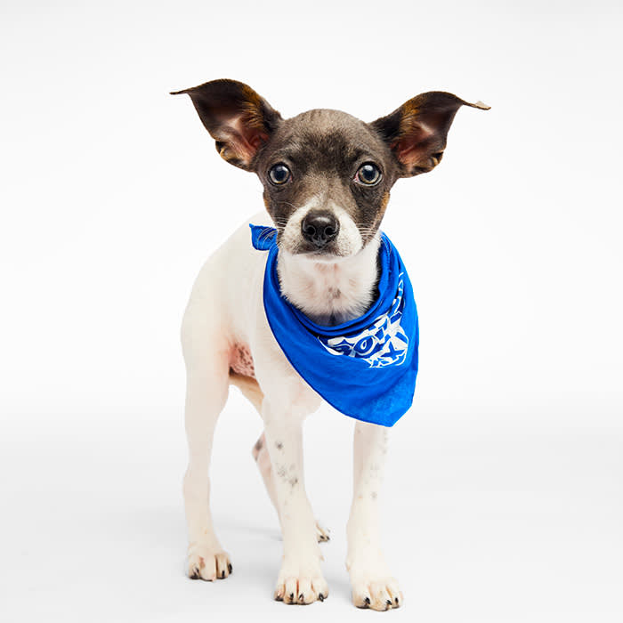 Alice Puppy Bowl 2025