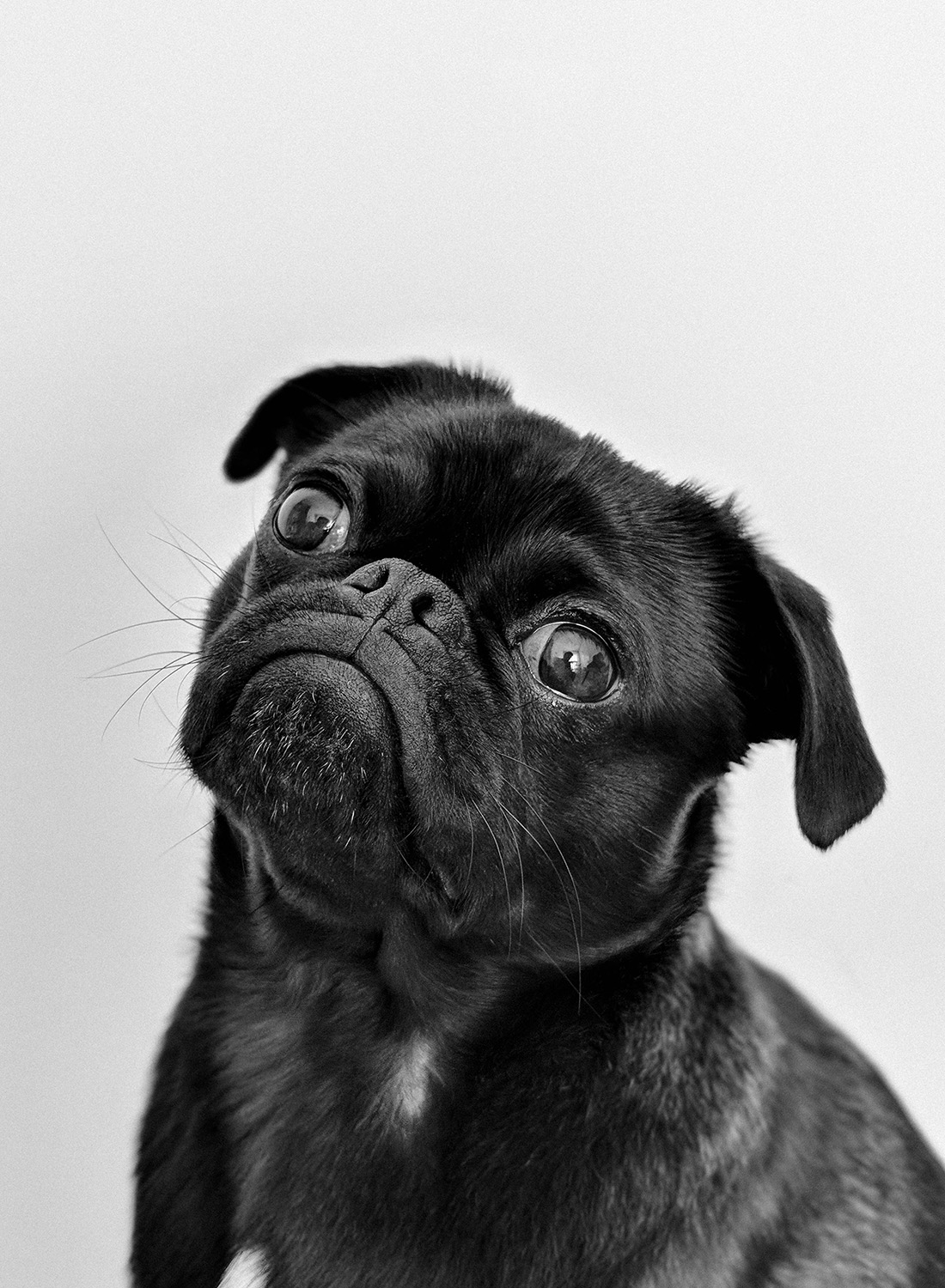 black pug looking at camera