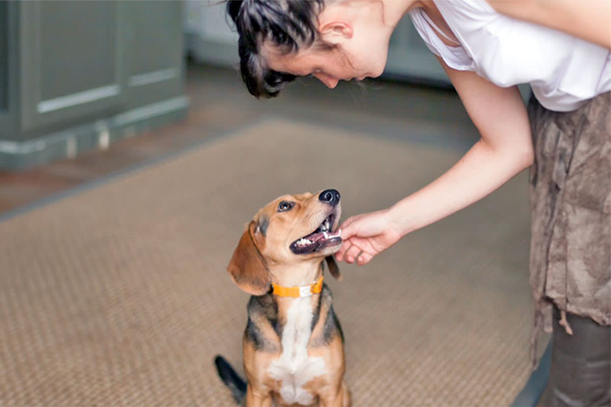 Dog looking at person