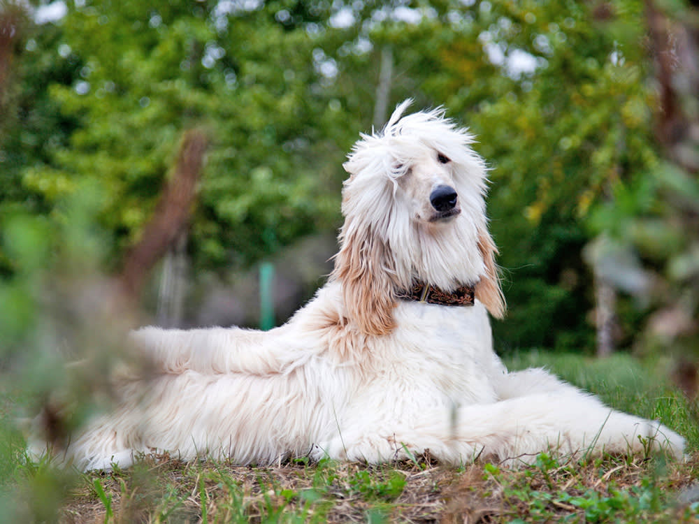 A large, fluffy white dog lies on the grass in a forest.