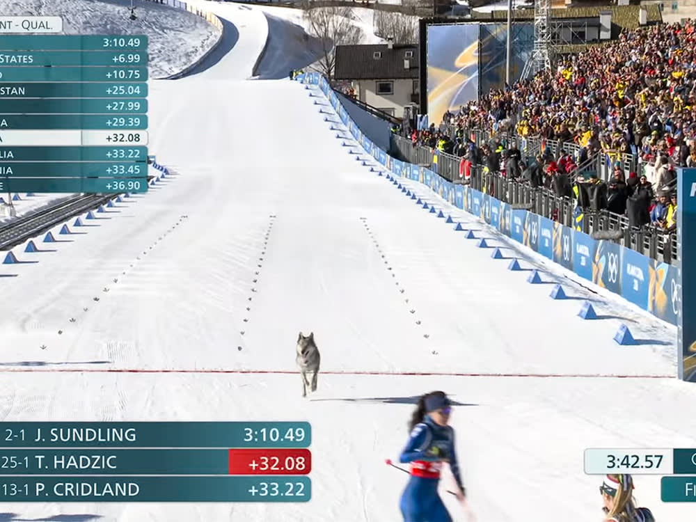 a wolfdog runs on the cross-country skiing course in the 2026 Winter Olympics