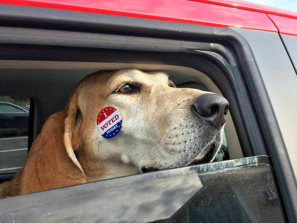 Red Tick Coonhound looks out of truck window with "I Voted" sticker on face.