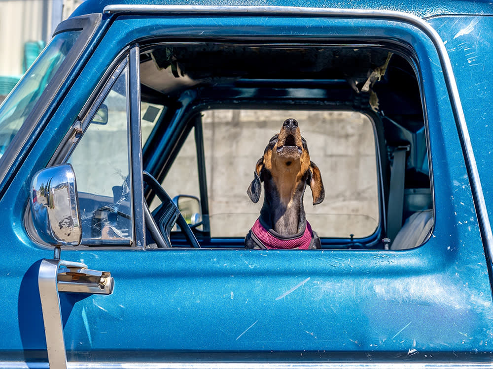 Wiener dog barking out of window of blue truck