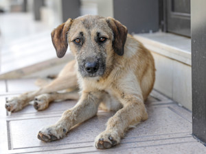 stray dog outside in Turkey