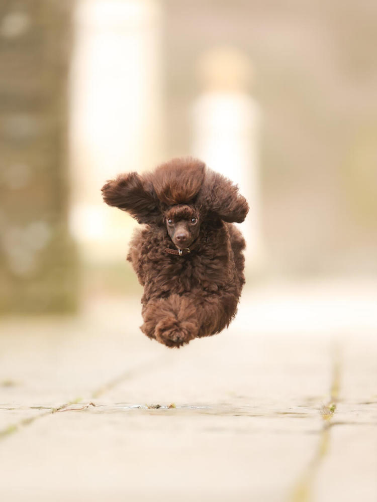 A brown poodle mid-flight as they leap through the air towards the camera. 
