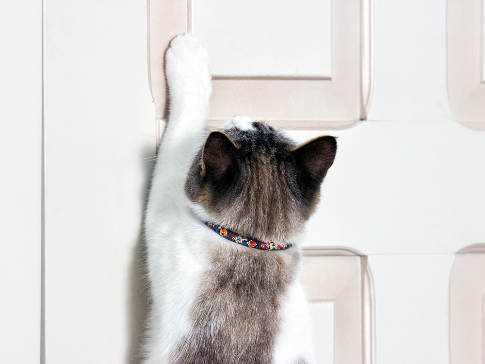 Cat opening the door at home.