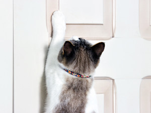 Cat opening the door at home.