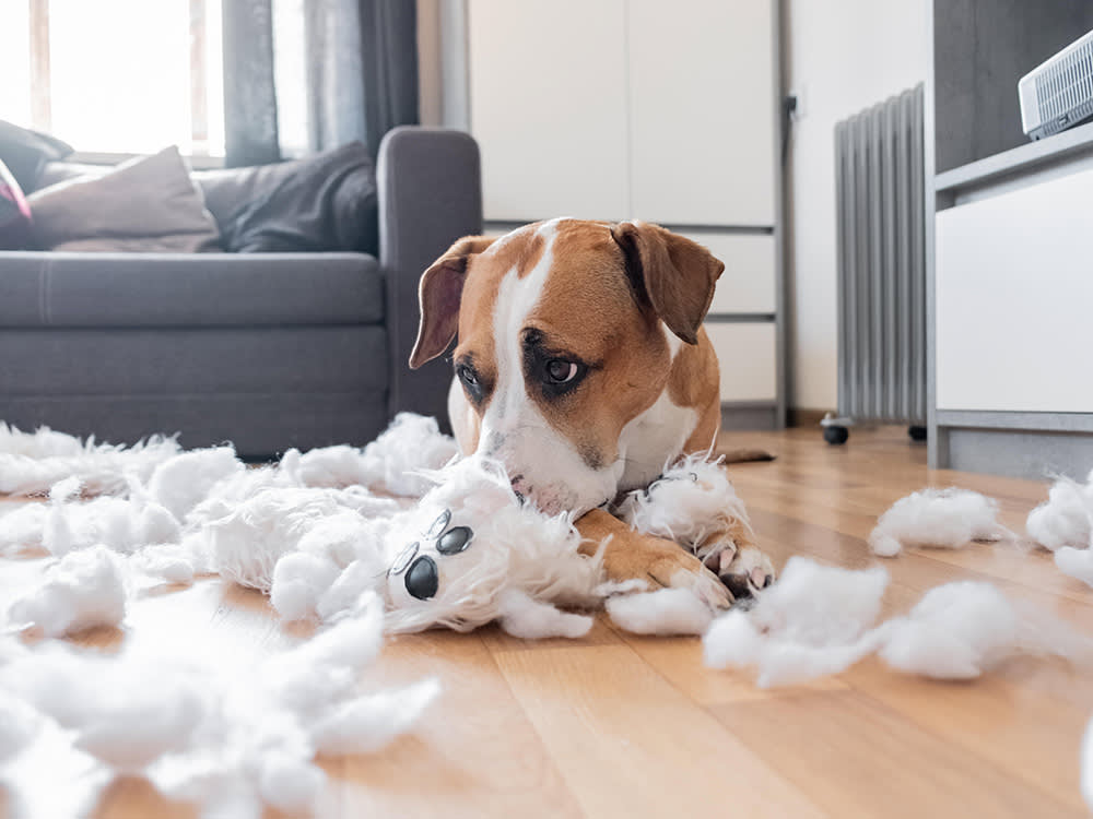 Staffordshire terrier lies among a torn fluffy toy, funny guilty look.
