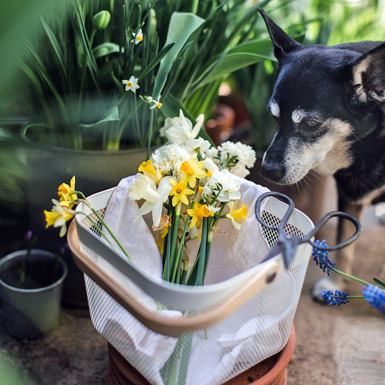 dog sniffing a basket with daffodils in it