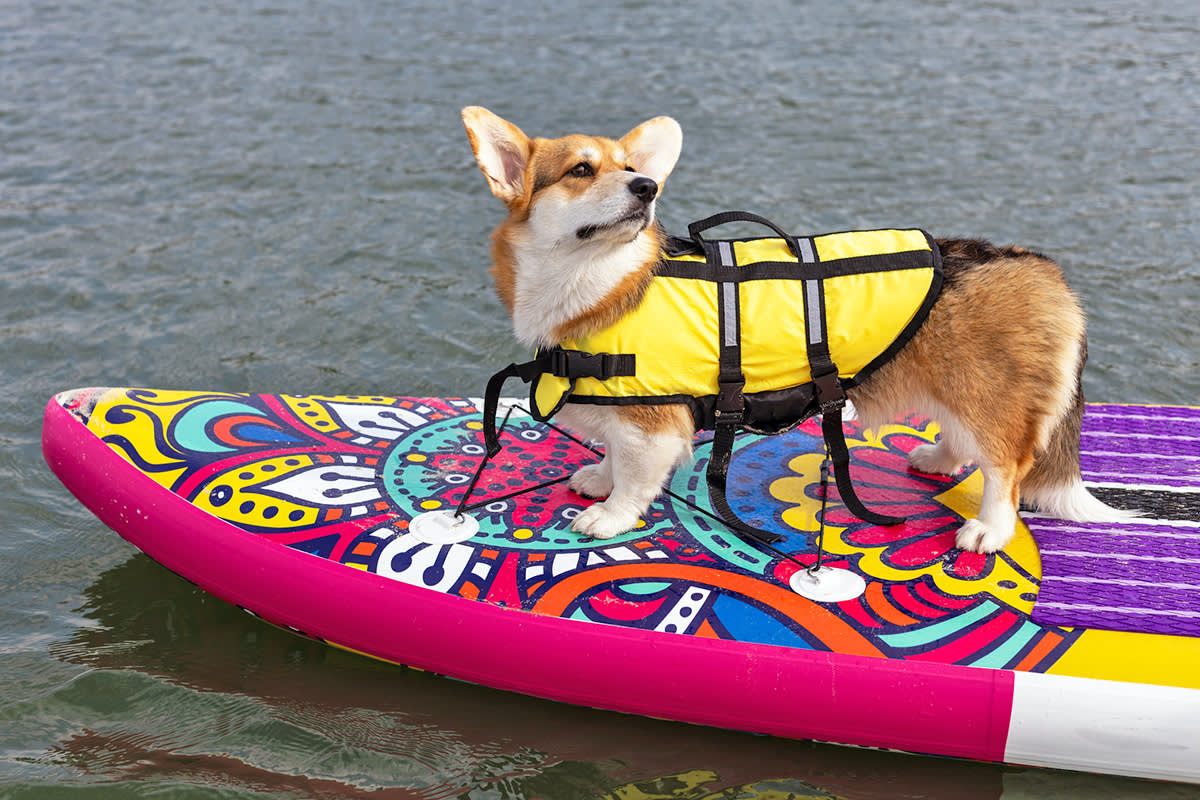 Dog wearing a life jacket