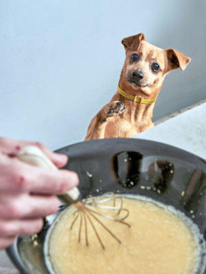 Cute dog watching pet parent bake dog treats.